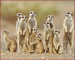 Meerkats_Desert_Namibia_Africa_art