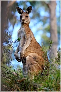 Eastern_grey_kangaroo
